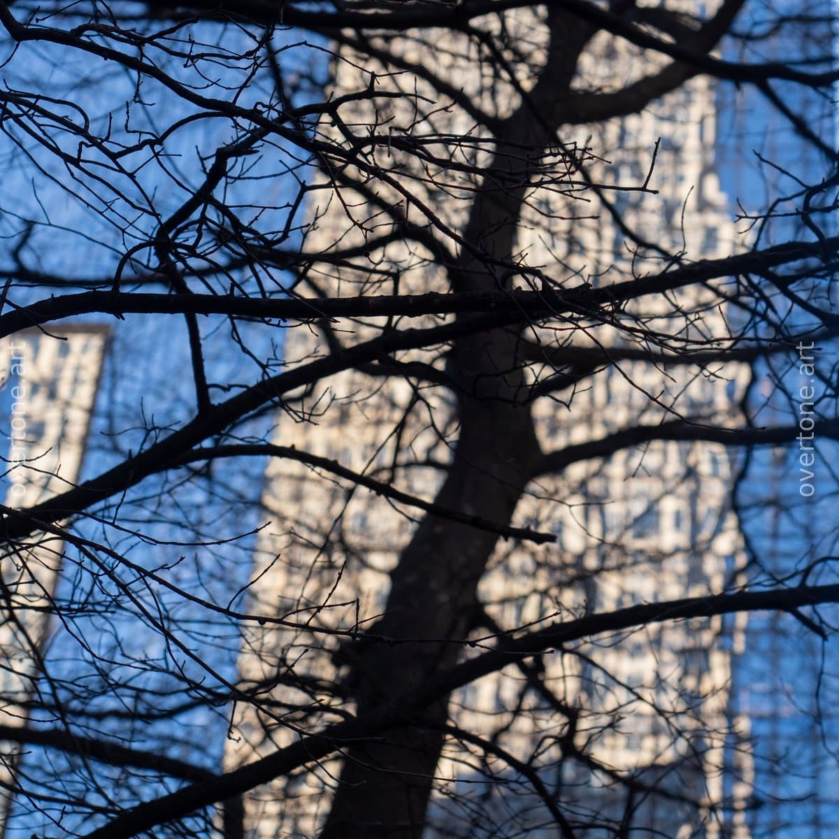 Dark, bare winter tree branches cross the frame in sharp silhouette against a softly blurred sunlit building facade and patches of blue sky.
