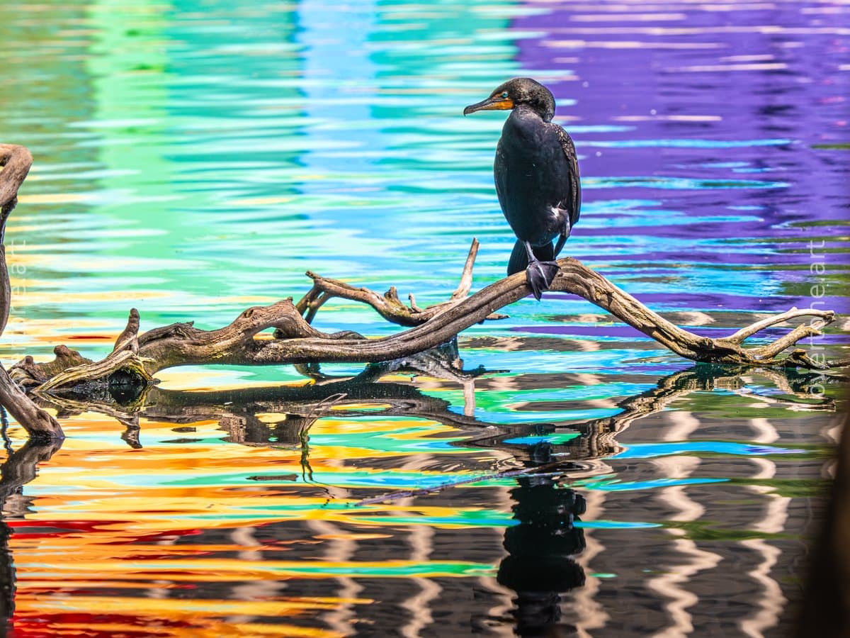 A dark cormorant stands on a weathered driftwood branch above still water reflecting bands of red, green, blue and purple, with the branch mirrored below.