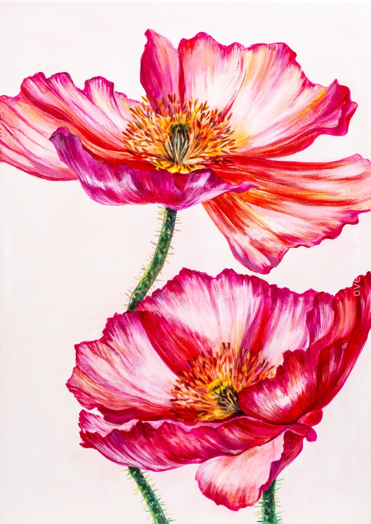 Two pink poppies with layered petals painted in acrylic on a soft blush background. - Floral Collection